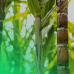 Cana de açúcar
