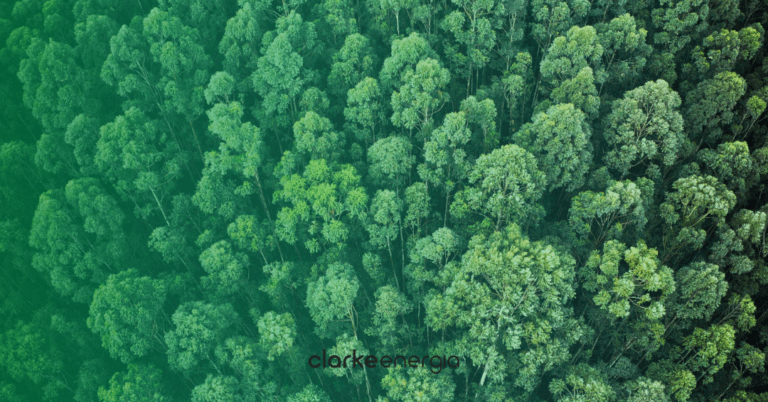 Tudo sobre crédito de carbono: o que é, como funciona e por que vale dinheiro
