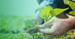 pessoa cuidando da terra