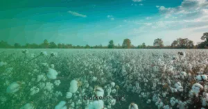 indústria de algodão no MT